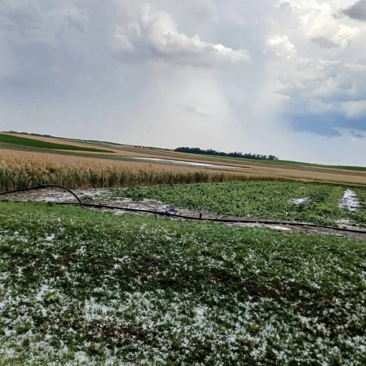 Vojvodina: Useve “obrali” kiša, grad i požari