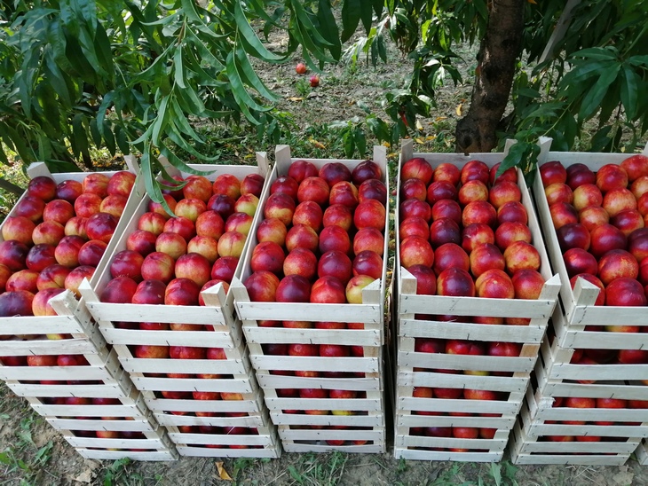 Aktuelni rizici od breskvinog smotavca, tripsa i truleži ploda u breskvicima
