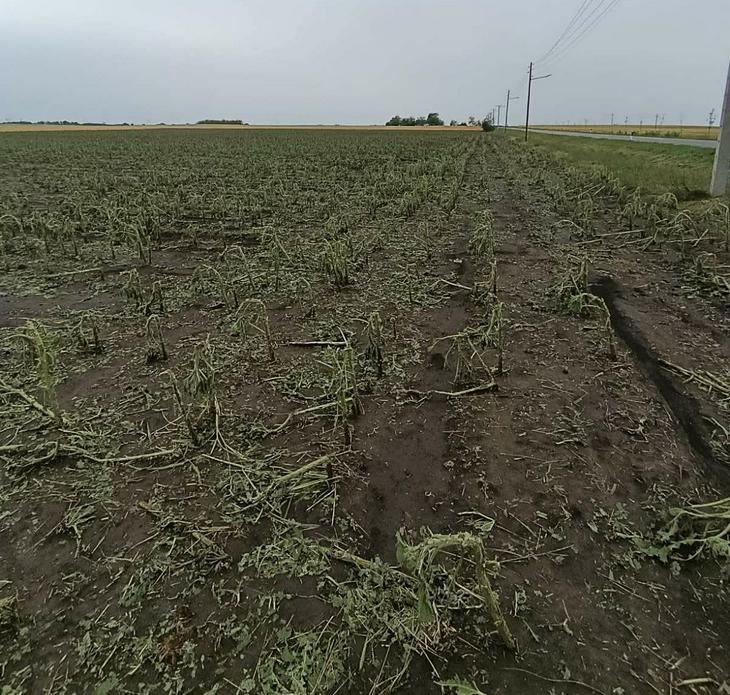 Subotički paori traže hitnu pomoć posle nevremena
