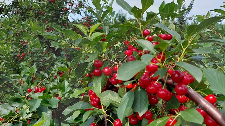 Proizvođači višanja produžili bojkot za još 48 sati